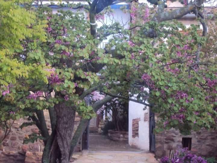 Casa Rural Los Lilos Готор Экстерьер фото